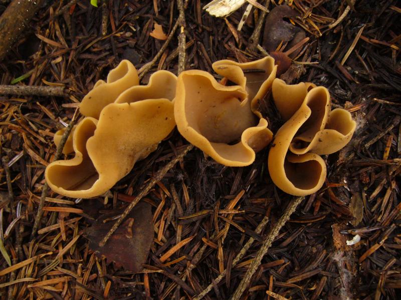 Otidea abietina?